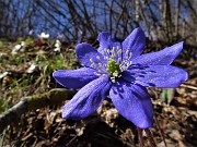 62 Hepatica nobilis (Erba trinita)